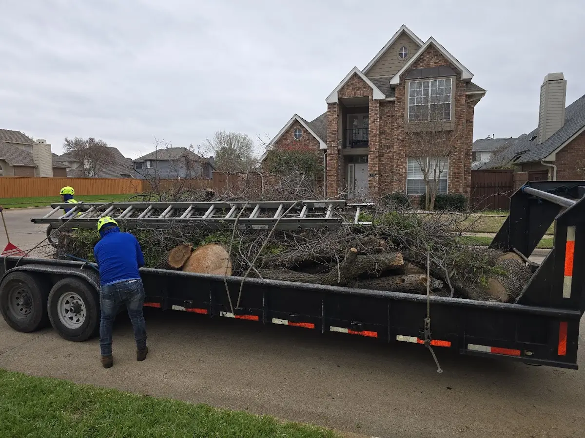 Expert Tree Fertilization with proper safety equipment in Cavour